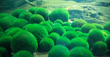 绿球藻展示观察中心